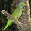 Lilac-crowned Parrot